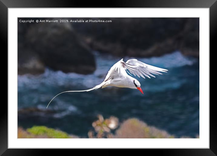 Red-billed Tropicbird - Phaethon aethereus Framed Mounted Print by Ant Marriott