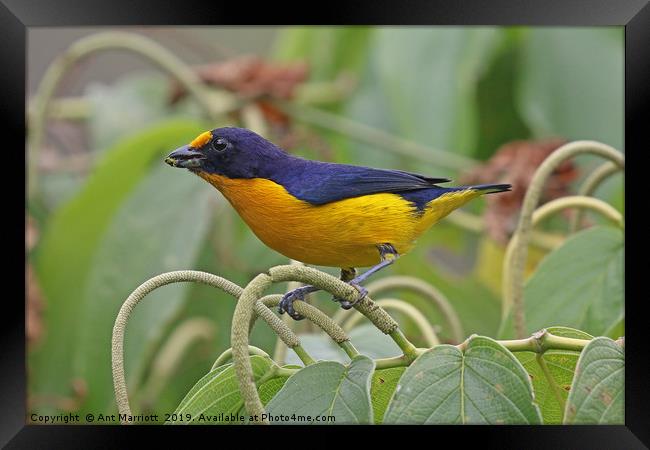 Violaceous Ephonia - Euphonia violacea Framed Print by Ant Marriott