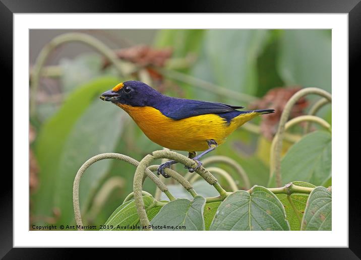 Violaceous Ephonia - Euphonia violacea Framed Mounted Print by Ant Marriott