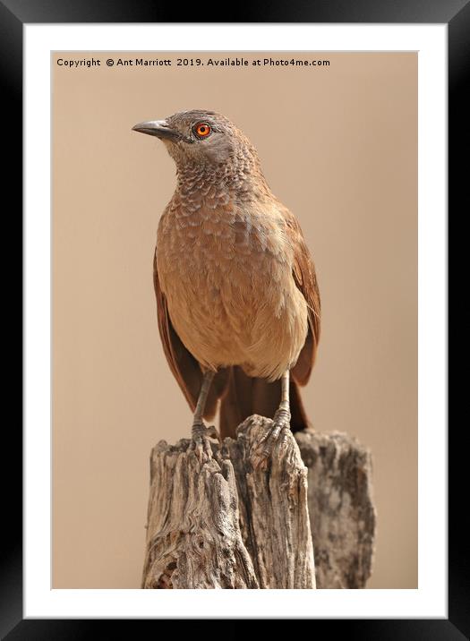 Brown Babbler - Turdoides plebejus Framed Mounted Print by Ant Marriott