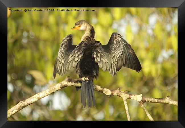Long-tailed Cormorant - Microcarbo africanus (aka  Framed Print by Ant Marriott