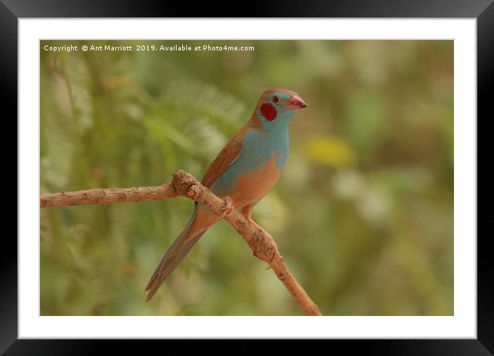 Red-cheeked Cordon-bleu - Uraeginthus bengalus Framed Mounted Print by Ant Marriott