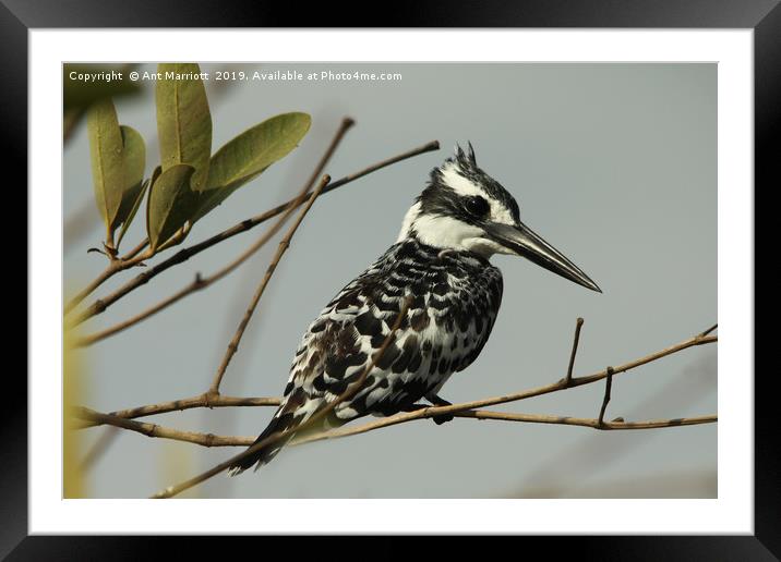 Pied Kingfisher - Ceryle rudis Framed Mounted Print by Ant Marriott