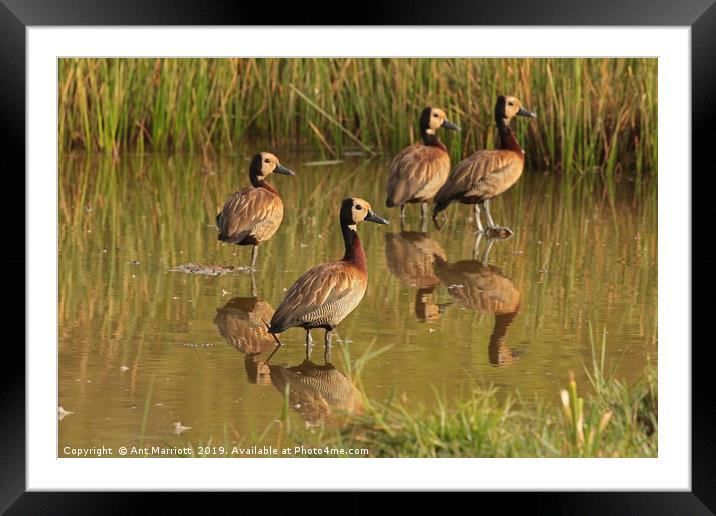 White-faced Whistling Duck - Dendrocygna viduata Framed Mounted Print by Ant Marriott