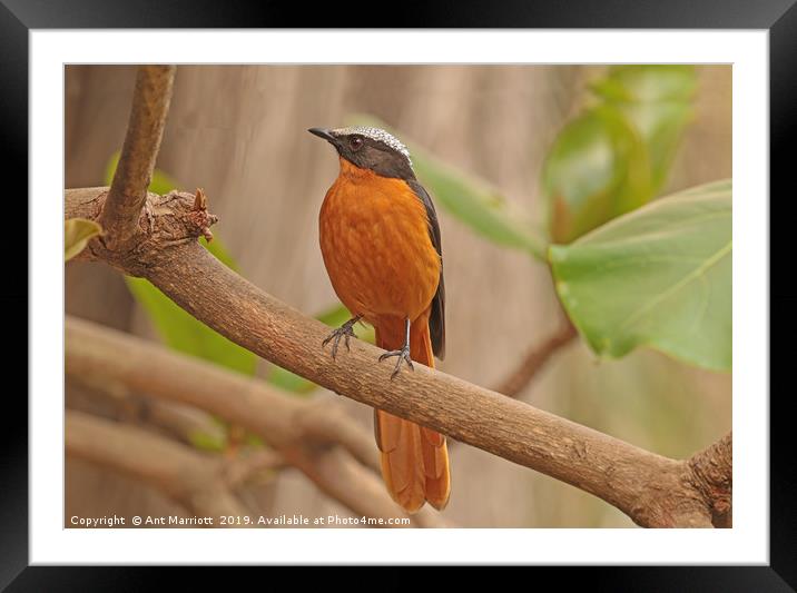 White-crowned Robin Chat - Cossypha albicapilla Framed Mounted Print by Ant Marriott