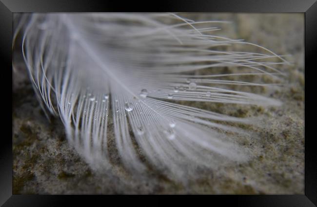 Feather and Water droplets Framed Print by Gemma Sellman