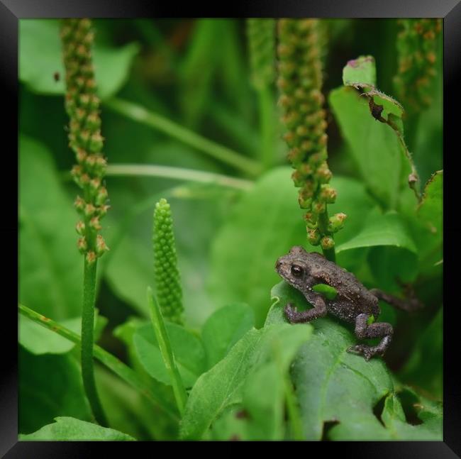 Baby Toad Framed Print by Gemma Sellman