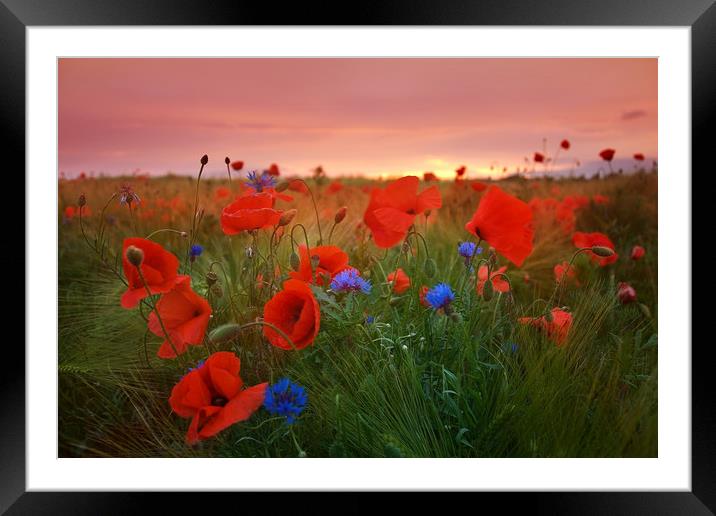 Summer sunset Framed Mounted Print by Steffen Gierok-Latniak