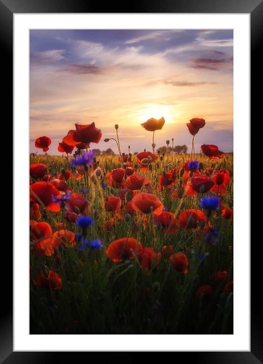 Poppies Sun Framed Mounted Print by Steffen Gierok-Latniak