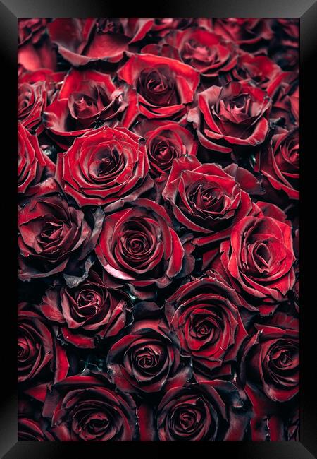Red Roses Framed Print by Steffen Gierok-Latniak