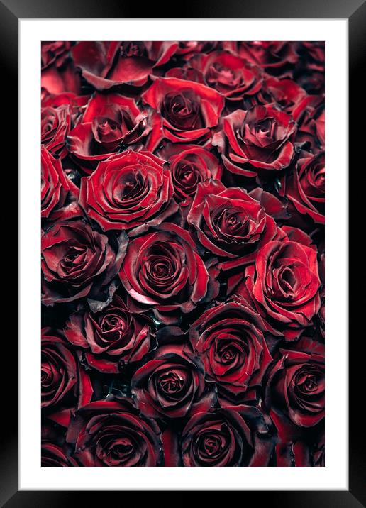 Red Roses Framed Mounted Print by Steffen Gierok-Latniak