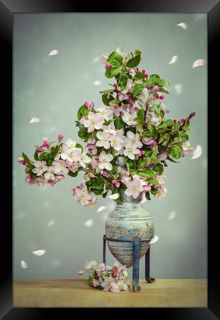 Apple Blossom Stillife Framed Print by Steffen Gierok-Latniak