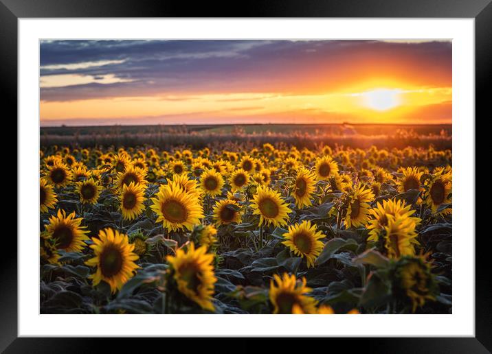 Sunflowers at Sunset Framed Mounted Print by Steffen Gierok-Latniak
