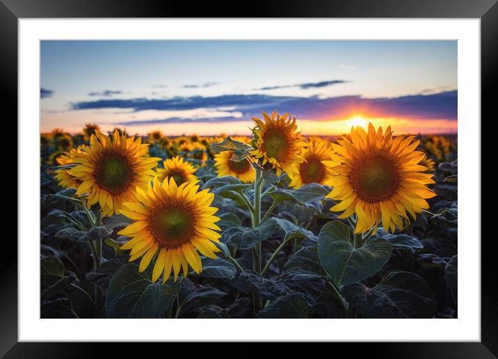 Sunflowers at Sunset Framed Mounted Print by Steffen Gierok-Latniak