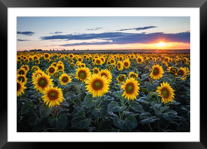 Sunflower field Framed Mounted Print by Steffen Gierok-Latniak