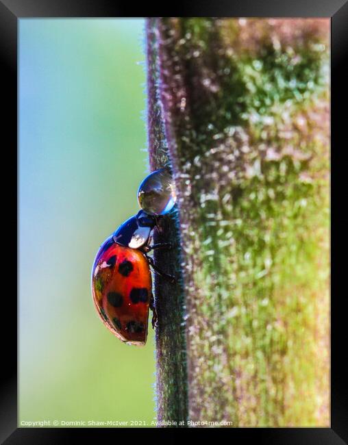 The very thirsty ladybird Framed Print by Dominic Shaw-McIver