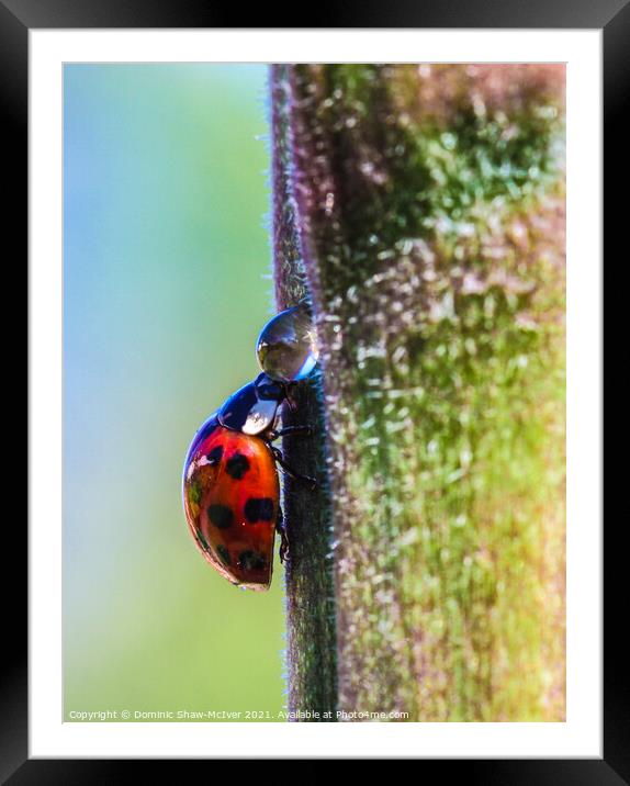 The very thirsty ladybird Framed Mounted Print by Dominic Shaw-McIver