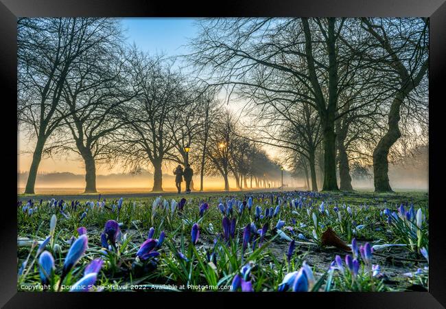 Crocuses at sunrise Framed Print by Dominic Shaw-McIver