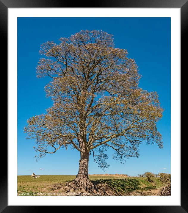 Spring Sycamore Framed Mounted Print by Richard Laidler