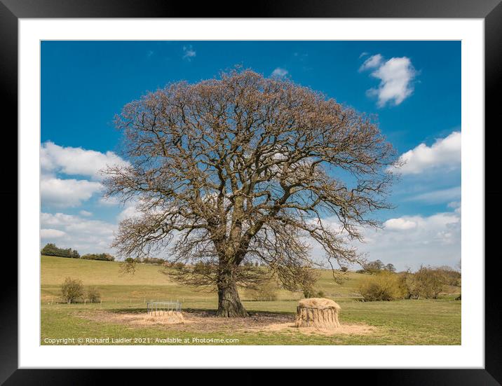 Spring Oak at Hutton Magna, Teesdale Framed Mounted Print by Richard Laidler