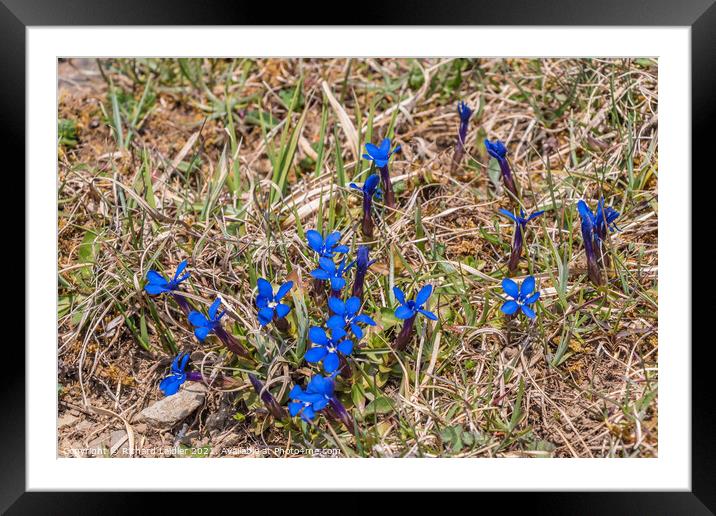 Teesdale Spring Gentian Flowers Framed Mounted Print by Richard Laidler