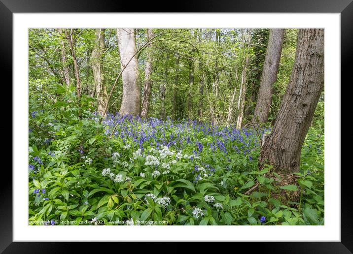 Woodland Wild Garlic and Bluebells Framed Mounted Print by Richard Laidler