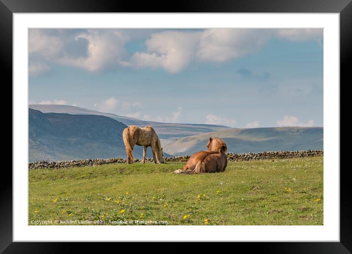 Grazing and Gazing Framed Mounted Print by Richard Laidler
