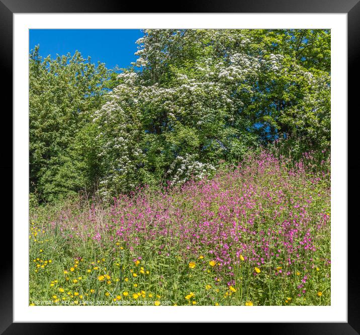The Colours of Summer Framed Mounted Print by Richard Laidler