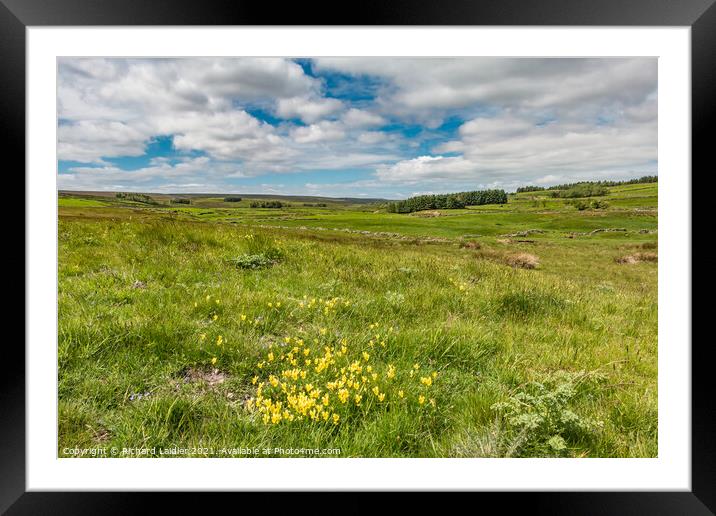 Field Pansies on Bowes Moor Framed Mounted Print by Richard Laidler