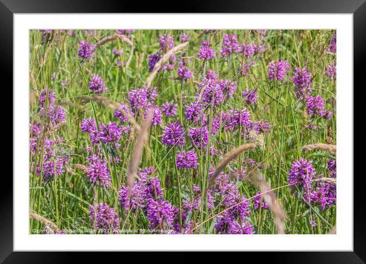 Flowering Betony Framed Mounted Print by Richard Laidler