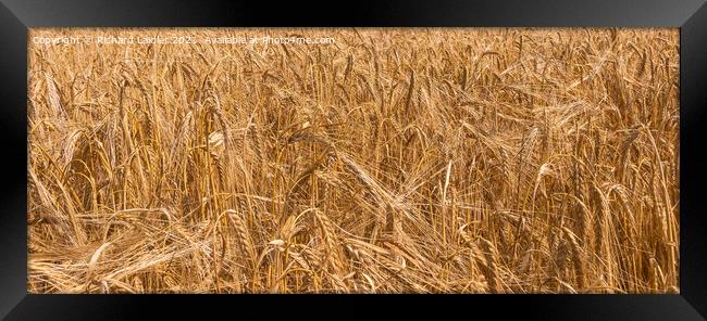 Ripe Barley Closeup Framed Print by Richard Laidler