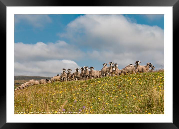 Gathering In at Harwood, Upper Teesdale Framed Mounted Print by Richard Laidler