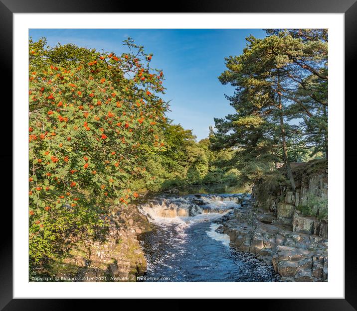 Rowan Tree at Low Force Waterfall, Teesdale Framed Mounted Print by Richard Laidler