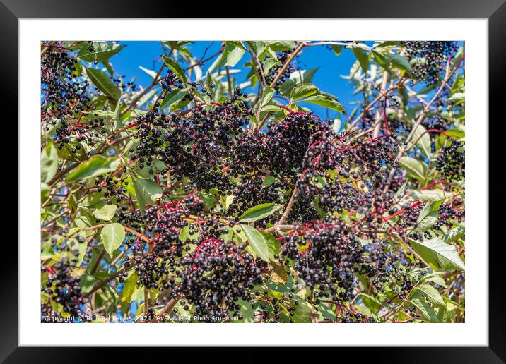 Ripe Elderberries Framed Mounted Print by Richard Laidler