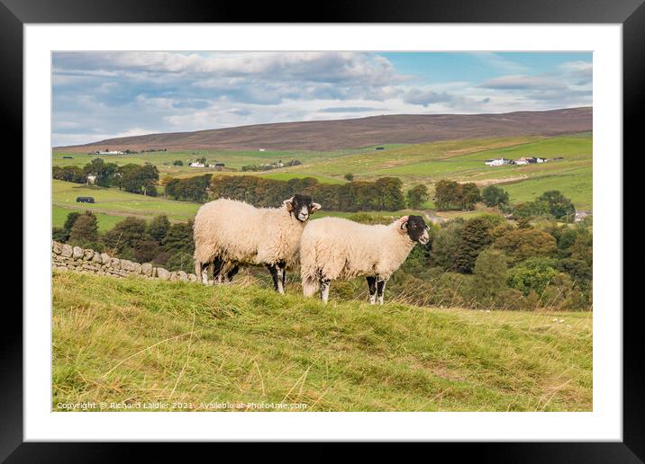 Swaledales at Hield House, Teesdale Framed Mounted Print by Richard Laidler