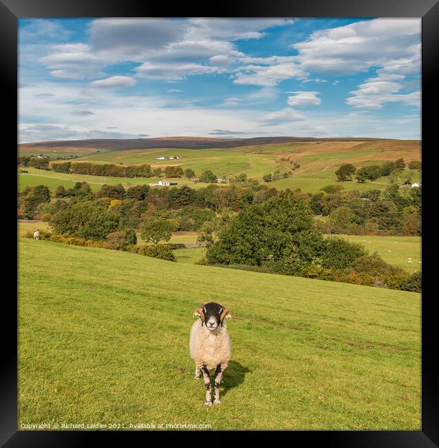 The Sentry Framed Print by Richard Laidler