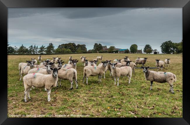 An Audience With - -   Framed Print by Richard Laidler