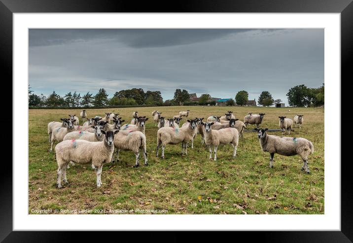 An Audience With - -   Framed Mounted Print by Richard Laidler