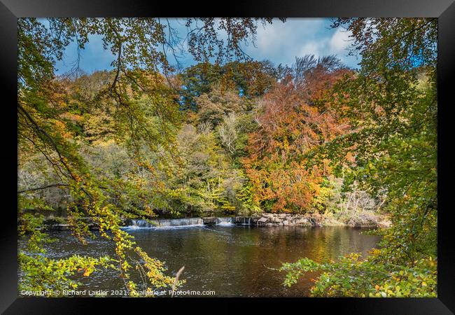 Autumn Beeches at Whorlton, Teesdale Framed Print by Richard Laidler