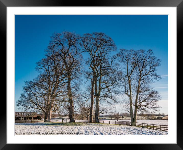 Winter Sycamores  Framed Mounted Print by Richard Laidler