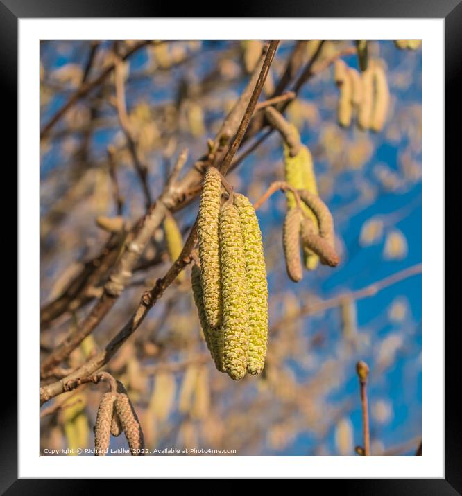 Hazel Catkins Framed Mounted Print by Richard Laidler