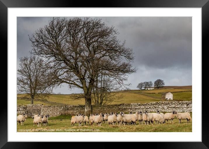 Bowlees Sheep  Framed Mounted Print by Richard Laidler