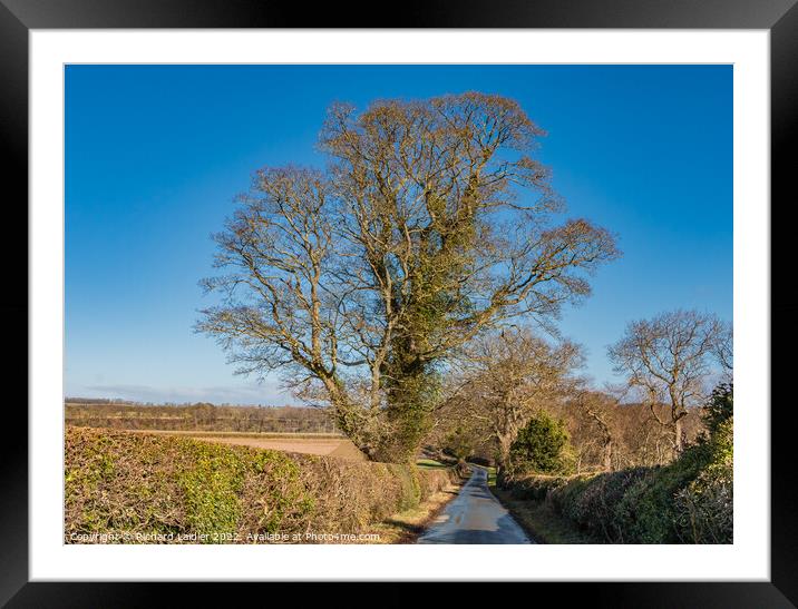 That Sycamore Again! Framed Mounted Print by Richard Laidler