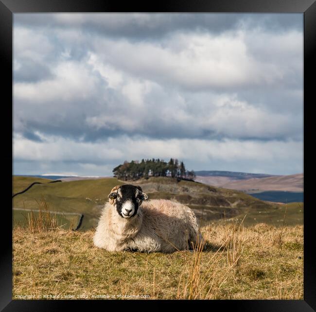 Solitary Swaledale Sheep in Teesdale Framed Print by Richard Laidler