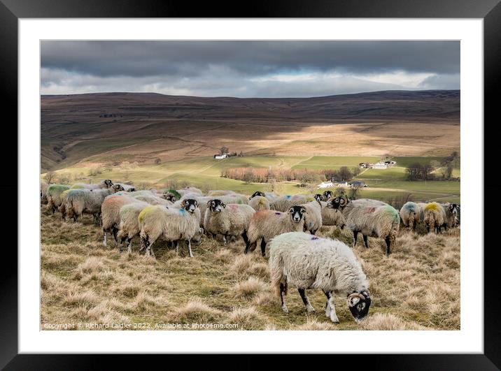 Feeding on Holwick Fell, Teesdale Framed Mounted Print by Richard Laidler