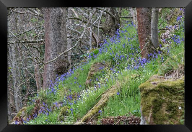 Woodland Bluebells Framed Print by Richard Laidler