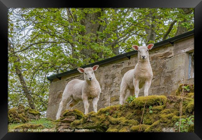 The Onlookers Framed Print by Richard Laidler