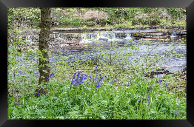 Bluebells on the Riverbank Framed Print by Richard Laidler