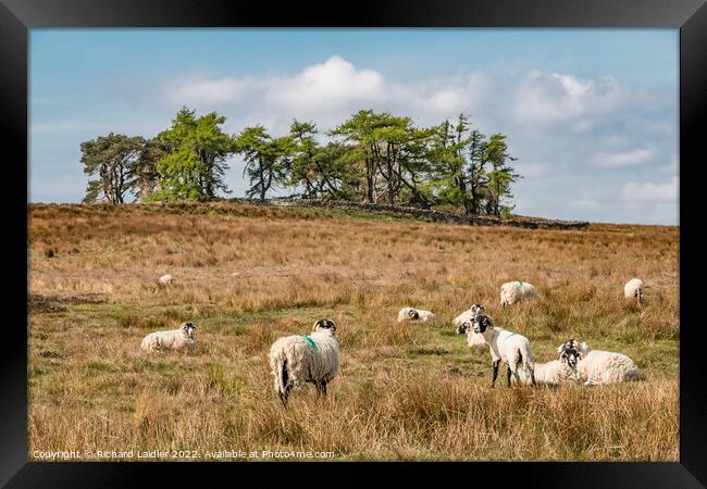 Grazing at Scarney Hill, Teesdale Framed Print by Richard Laidler