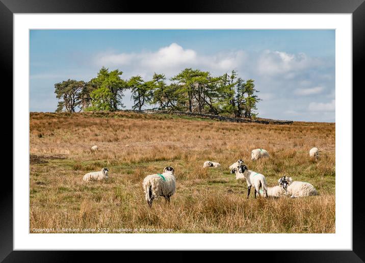 Grazing at Scarney Hill, Teesdale Framed Mounted Print by Richard Laidler
